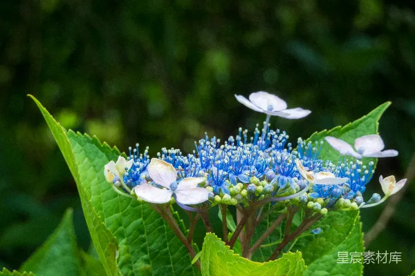 高清摄影 一些花朵的特写。