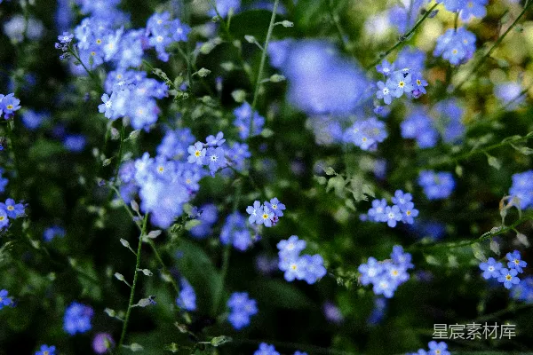 高清摄影 一簇蓝色的花长在草地上