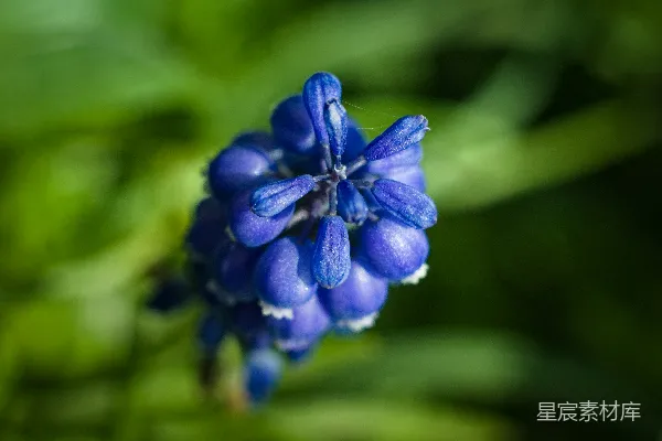 高清摄影 一张蓝色花朵的特写图片