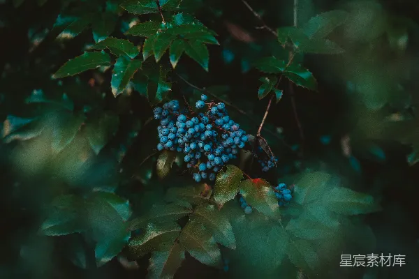 高清摄影 一簇蓝莓挂在树上。