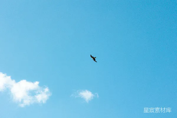 高清摄影 一只鸟在高空中飞翔