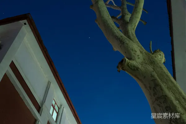 高清摄影 夜晚的一棵树和一座建筑。