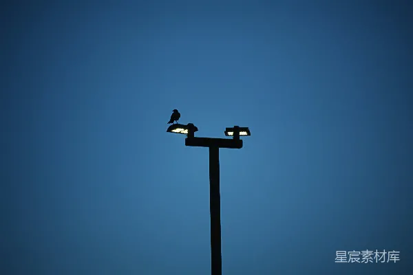 高清摄影 一只鸟栖息在亮着的灯上。
