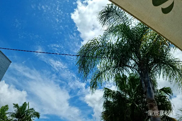 高清摄影 在蓝天下的棕榈树和建筑物