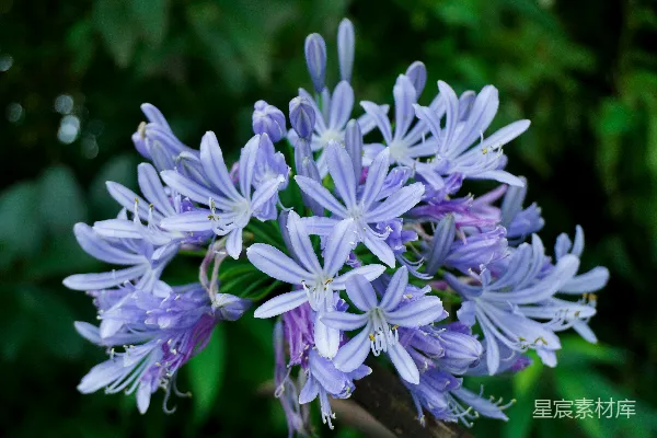 高清摄影 一簇紫色花朵的特写