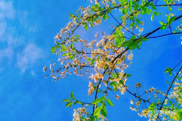 高清摄影 一根树枝上的白花在蓝色的天空下。