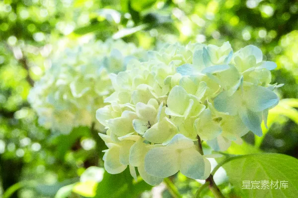 高清摄影 在近距离摄影中，一朵白色和绿色的花