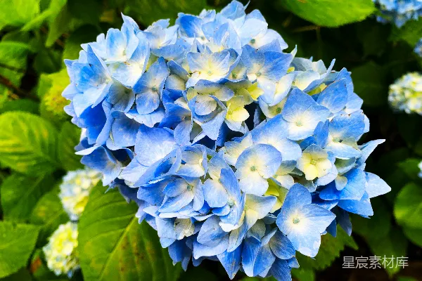 高清摄影 蓝花绿叶