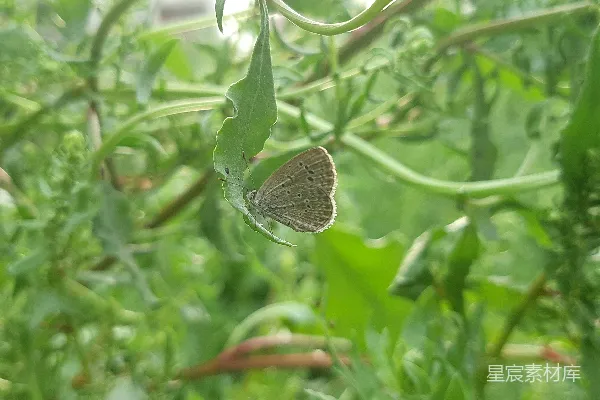 高清摄影 一只小蝴蝶停在一片绿叶植物的顶端