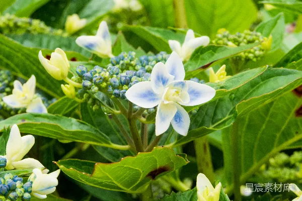 高清摄影 白天盛开的白色和紫色花朵