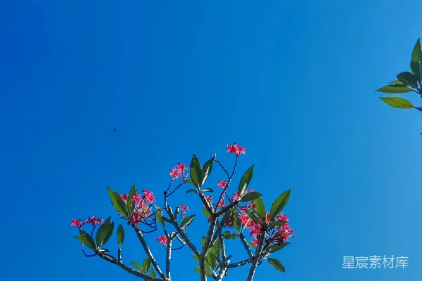 高清摄影 前景中有一棵开满粉红色花朵的树，背景是蓝天。