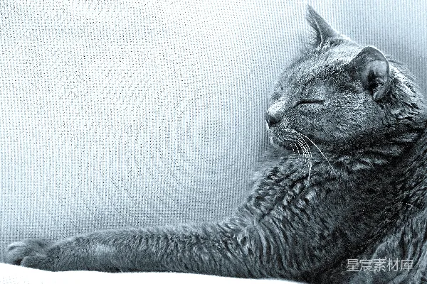高清摄影 一只猫躺在沙发上，闭着眼睛。