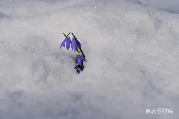 高清摄影 蓝花从雪被中绽放。