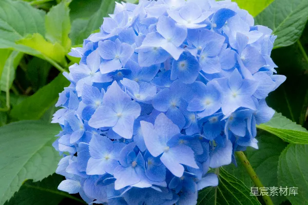 高清摄影 蓝花绿叶