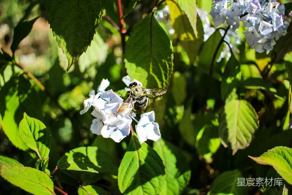 高清摄影 一只蜜蜂在一朵花上