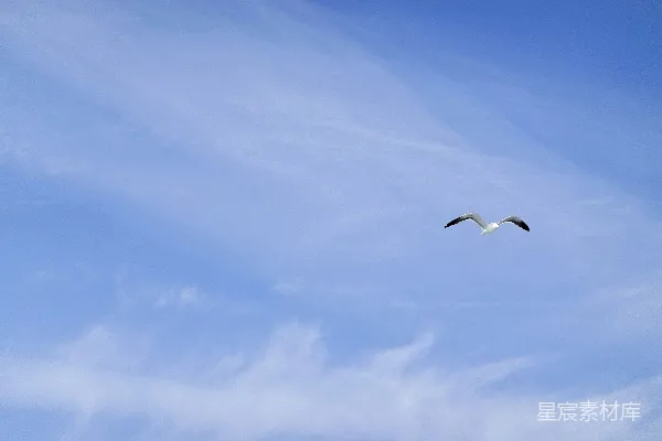 高清摄影 一只鸟在蓝天白云中飞翔