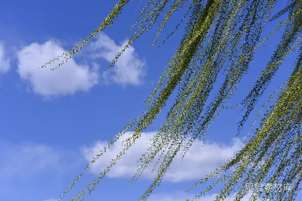 高清摄影 柳枝垂挂在蓝色的天空下。