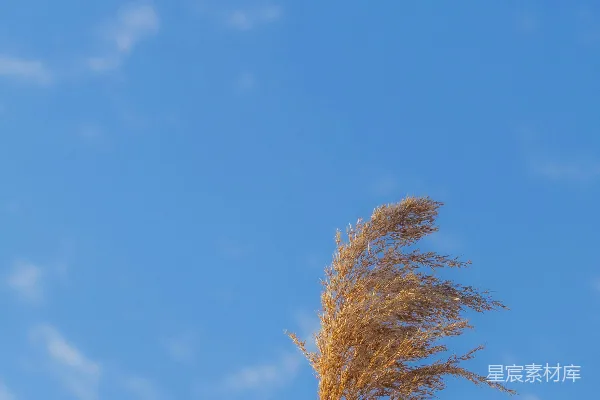 高清摄影 一株高大的芦苇矗立在明亮的蓝天前。