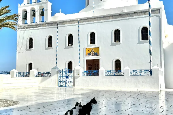 高清摄影 两只猫在教堂前摆姿势。