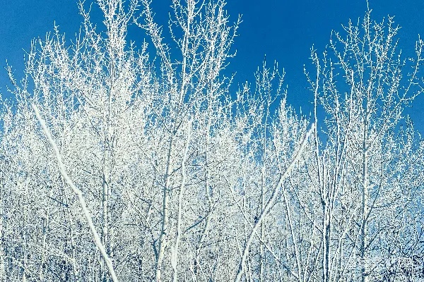 高清摄影 一群被雪覆盖的树木，在蓝天的背景下。