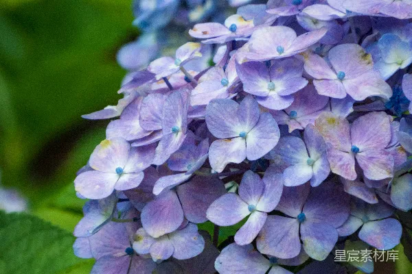 高清摄影 一组花