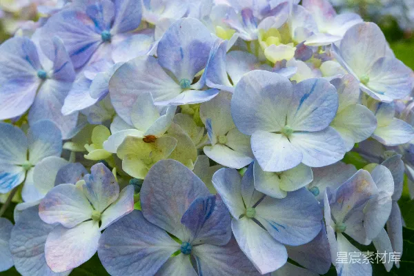 高清摄影 一簇花朵