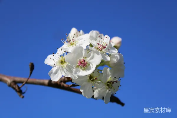 高清摄影 一枝带白花的树枝