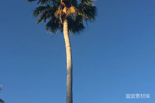 高清摄影 一株高大的棕榈树，背景是蓝天。