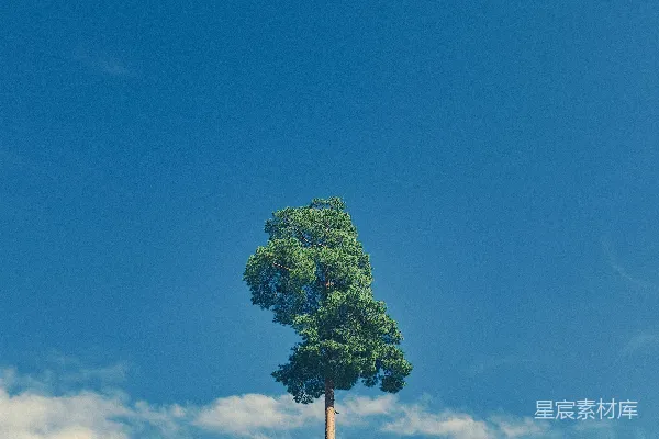 高清摄影 一棵孤独的树矗立在明亮的蓝天前。