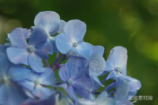 高清摄影 蓝花的特写