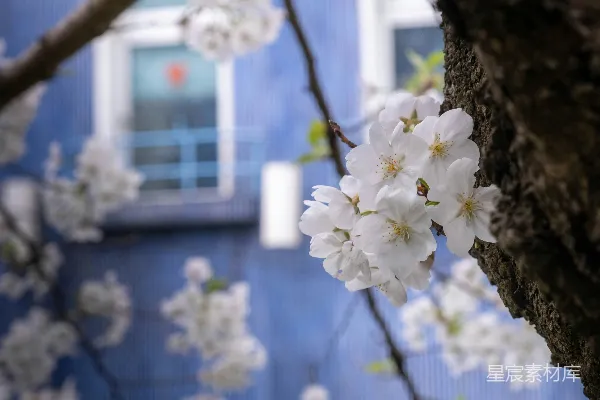 高清摄影 一棵开白花的树在蓝色建筑前。