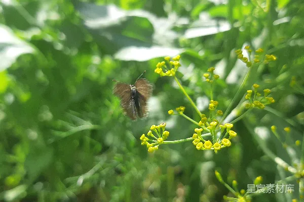 高清摄影 一只小棕色的蝴蝶停在一朵黄色的花上。