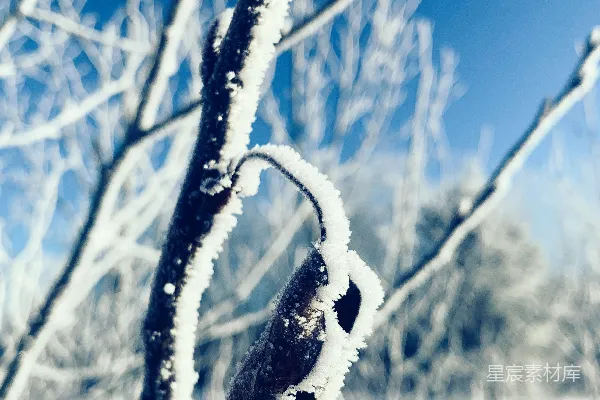 高清摄影 被雪覆盖的树枝，背景是蓝天。