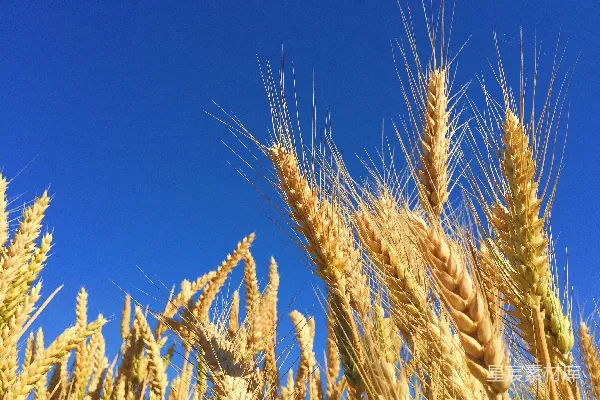 高清摄影 棕色小麦的特写摄影