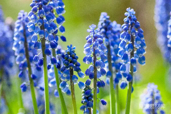 高清摄影 盛开的紫花