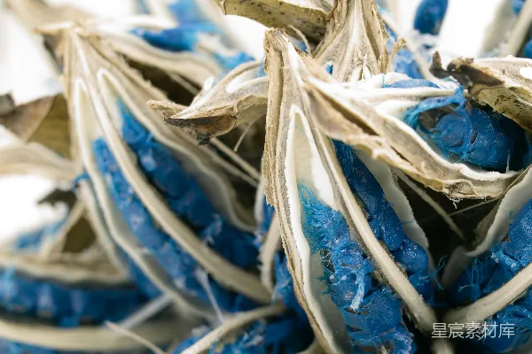 高清摄影 一堆蓝白相间的花放在白色表面上
