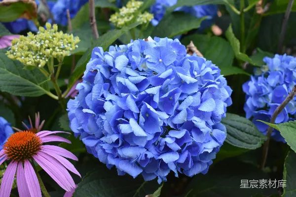 高清摄影 一束花