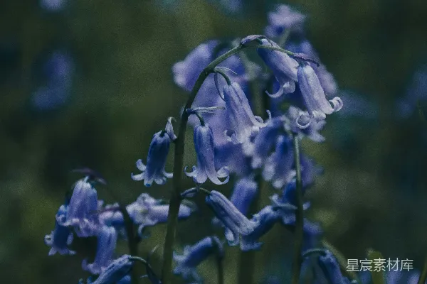 高清摄影 一簇蓝色的花在草地上。