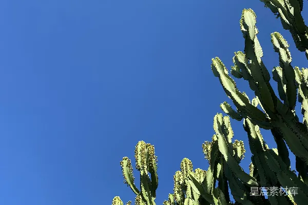 高清摄影 一棵大型的绿色仙人掌植物，背景是蓝天。