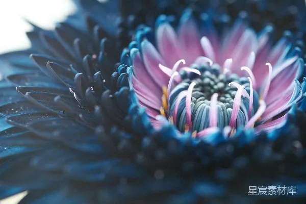 高清摄影 粉黑相间的花朵在微距摄影中