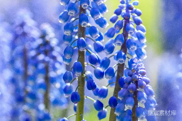 高清摄影 蓝花特写照片
