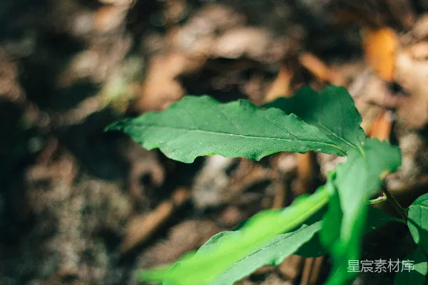 高清摄影 一棵小小的绿色植物从地面长出来