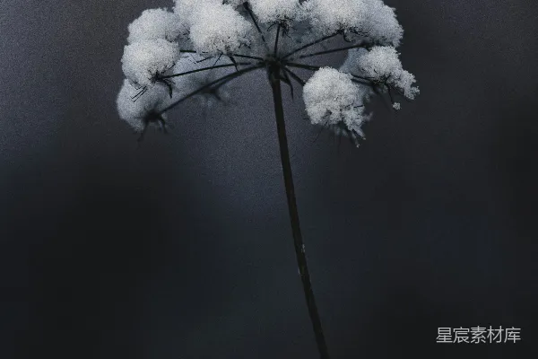 高清摄影 黑茎上的白雪