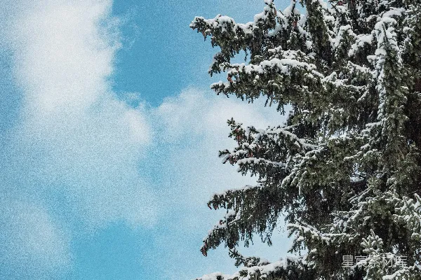 高清摄影 雪松映衬在蓝天之下。