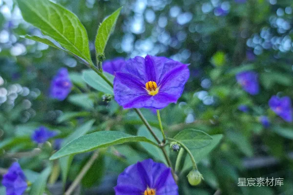 高清摄影 一朵紫色的花的特写，绿叶环绕。