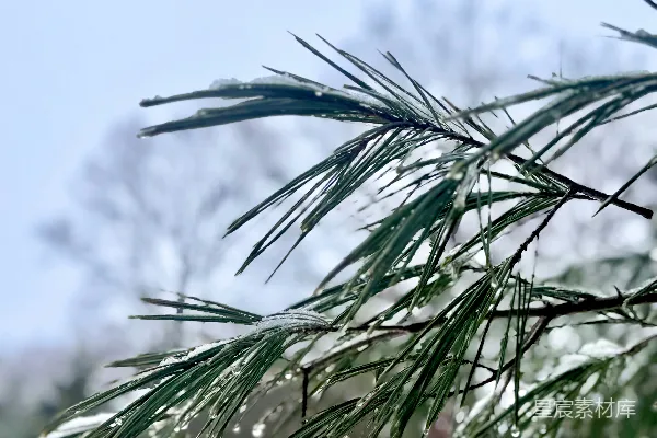 高清摄影 松树枝上覆着雪。