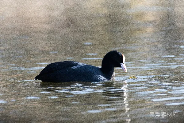 高清摄影 一只黑色的鸟轻轻地漂浮在水面上。