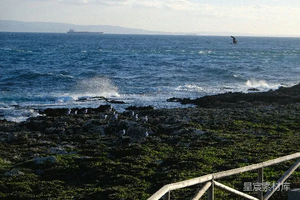 高清摄影 海浪拍打着岩石海岸，鸟儿在其中飞翔。