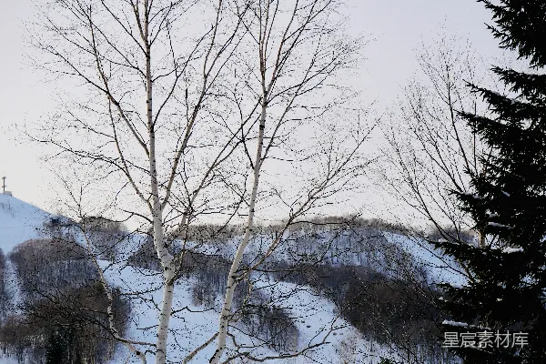 高清摄影 冬日景象，覆盖着积雪的风景和树木。
