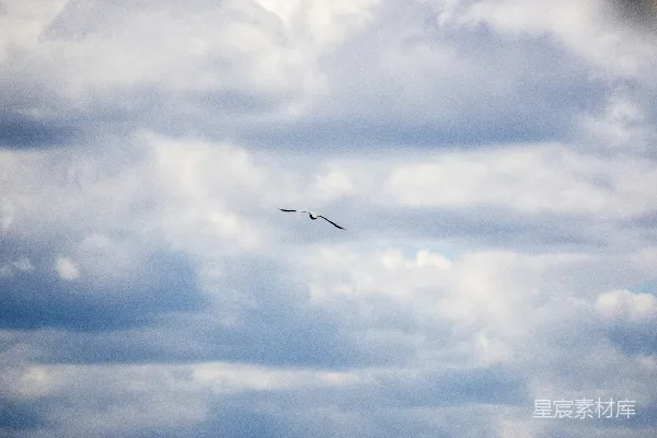 高清摄影 海鸥在阴云密布的天空中飞翔。